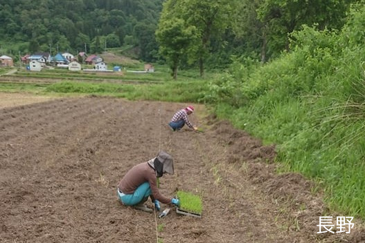 【長野・静岡】雑穀栽培体験×つぶつぶ料理　コラボレッスンのサブイメージ画像