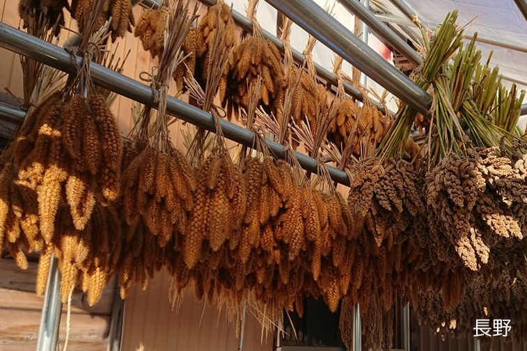 【長野・静岡】雑穀栽培体験×つぶつぶ料理　コラボレッスンのサブイメージ画像