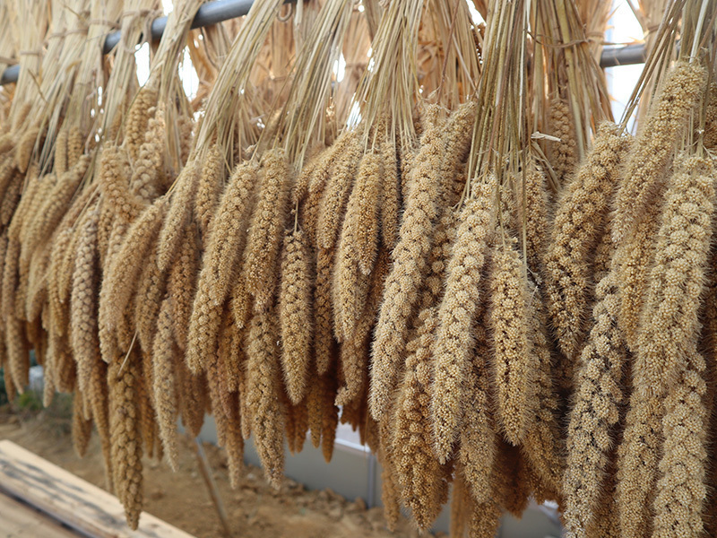 ＠静岡【初年度特別価格】《栽培３｜休日》雑穀の収穫