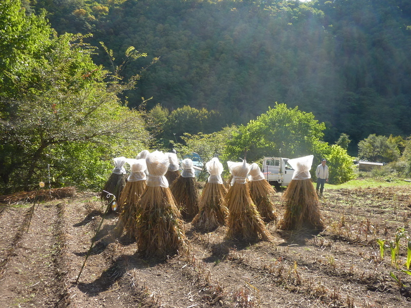 岩手【初年度特別価格 】雑穀栽培体験５　ヒエ、高キビ、アワの収穫と乾燥方法　　