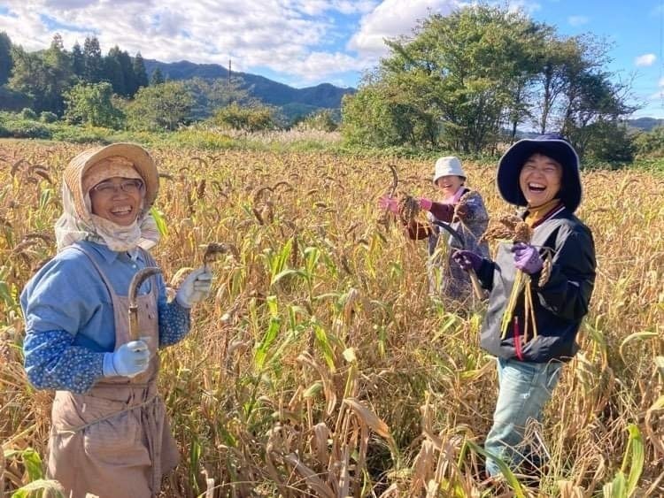    新潟【初年度特別価格】《栽培4》雑穀の収穫