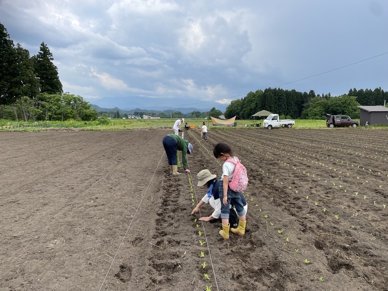 山形高畠《栽培栽培3／休日》苗の定植