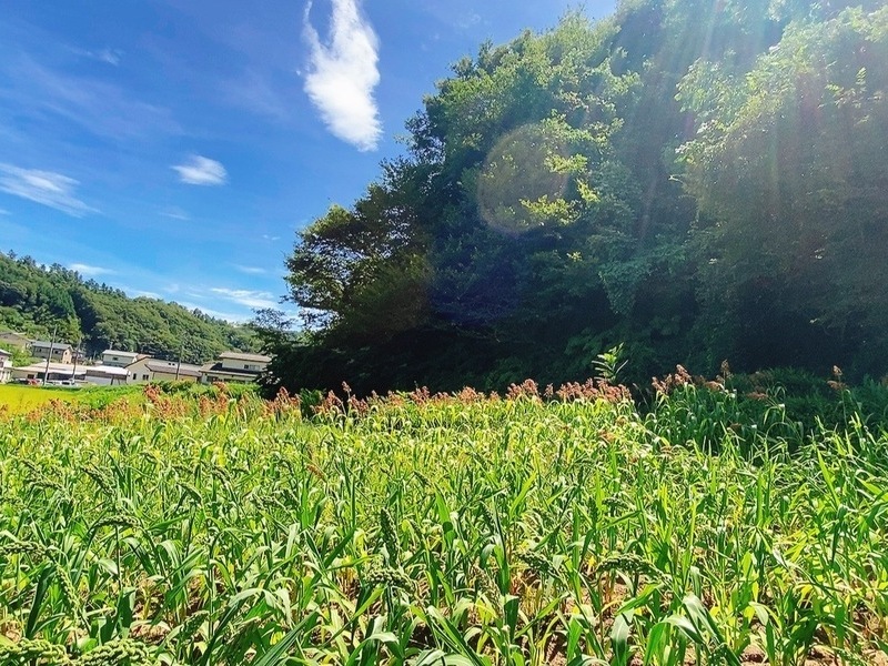 【福島川俣】育てて楽しむ《雑穀栽培体験一年コース》一括申し込み　　全６回　2月末までのおまとめ早割