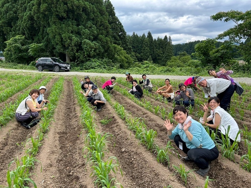  2025新潟《栽培4》ヒエなどの苗植え、雑穀の除草作業