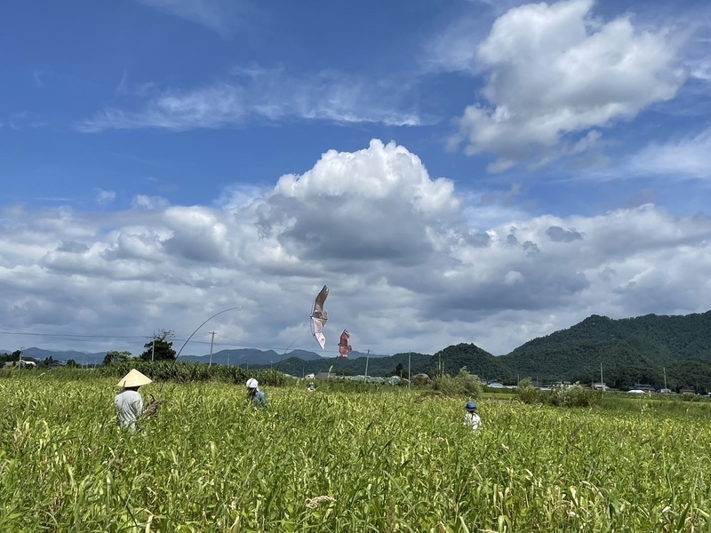  山形高畠《雑穀栽培5／休日》 収穫準備作業、もちキビの収獲