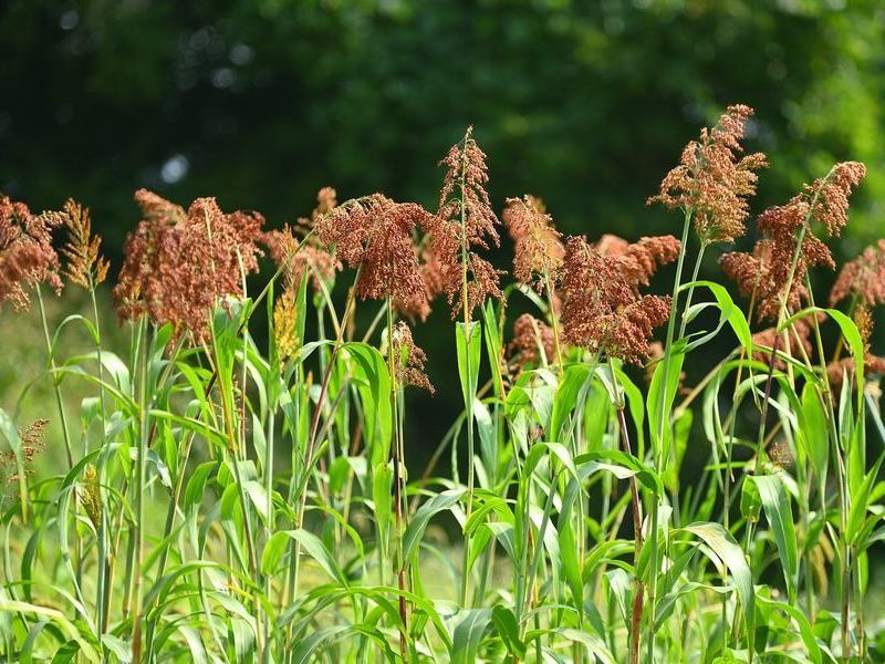 【長野飯山】《雑穀栽培体験》《夏の特別編》実りが進む雑穀たちの観察＆草刈り、つぶつぶ流バーベキュー、夏の里山満喫プラン