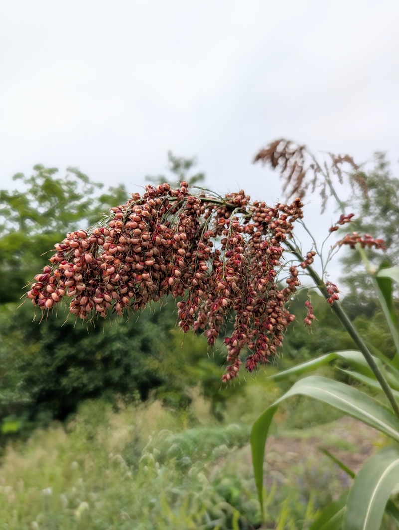 イのちのねっコのサブイメージ画像