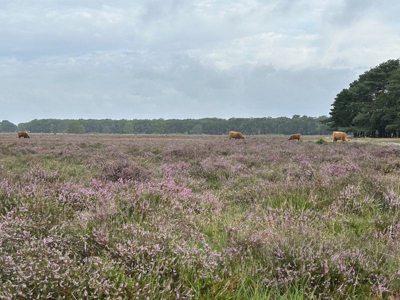Cosmos (コスモス)のイメージ画像