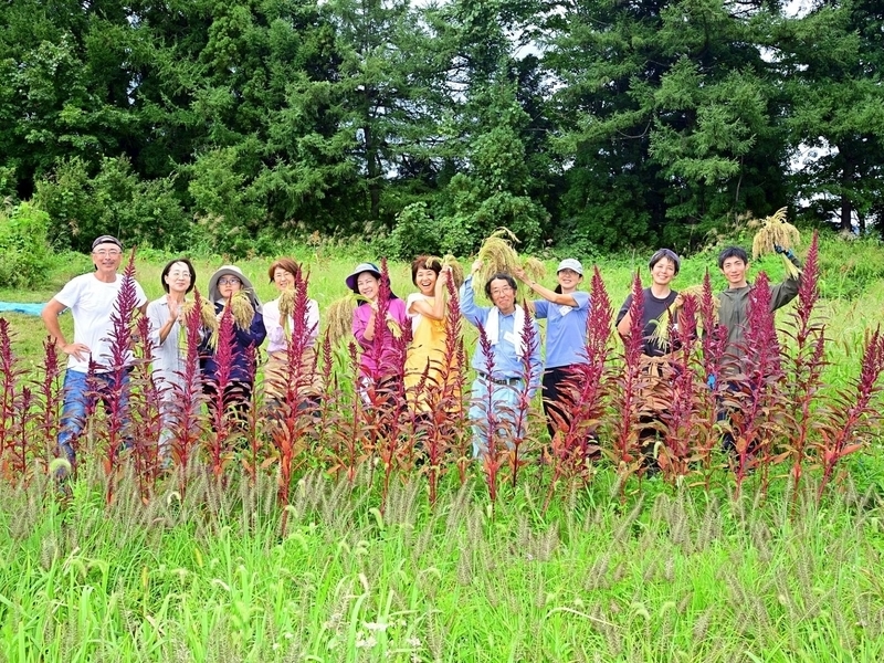 【長野飯山】育てて楽しむ《雑穀栽培体験 一年コース》一括申し込み　休日クラス　全6回  