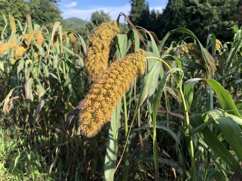 【山形小国町】育てて楽しむ《雑穀栽培体験4月5月6月》3回申し込み　3回おまとめ割引