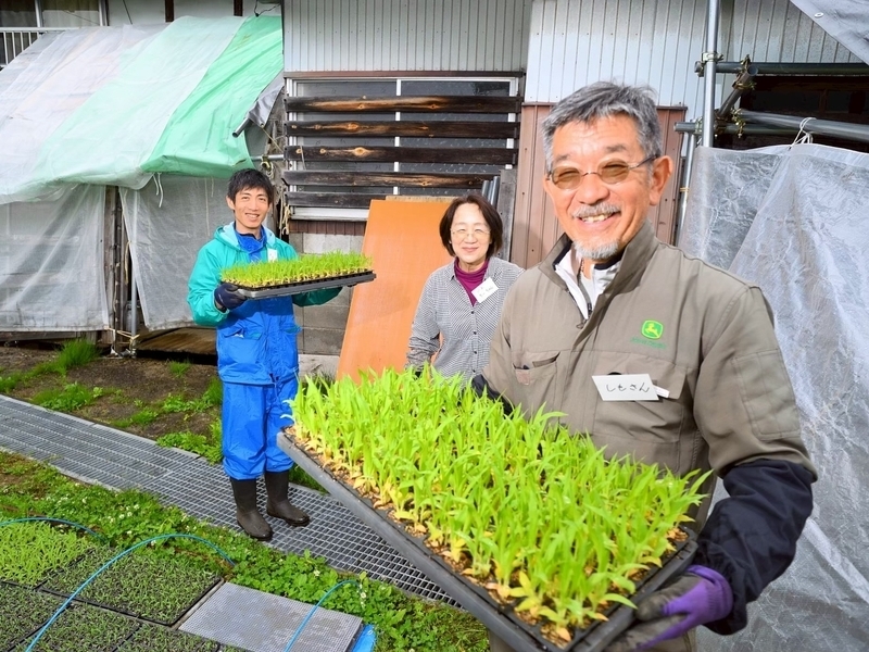 【長野飯山】《栽培２》苗の定植