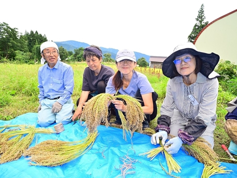 【長野飯山】《栽培４》収穫