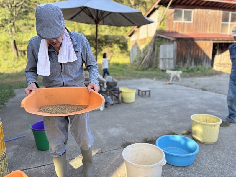 オープンデー　プレ栽培体験【畑へおいで！雑穀栽培コース2026説明会】小国町で育てた雑穀をみんなで調整するよー！