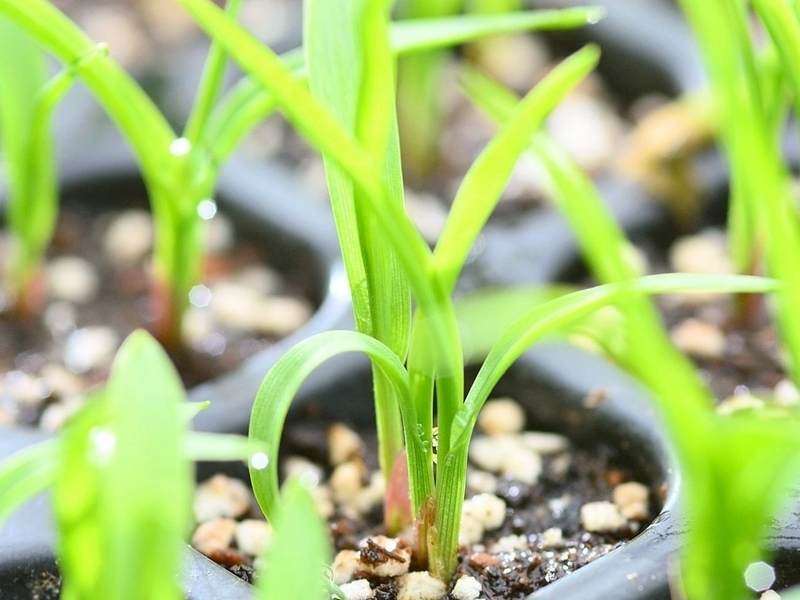 【長野飯山】育てて楽しむ《雑穀栽培体験 ５,６,７月　前半3ヶ月分申し込み》　