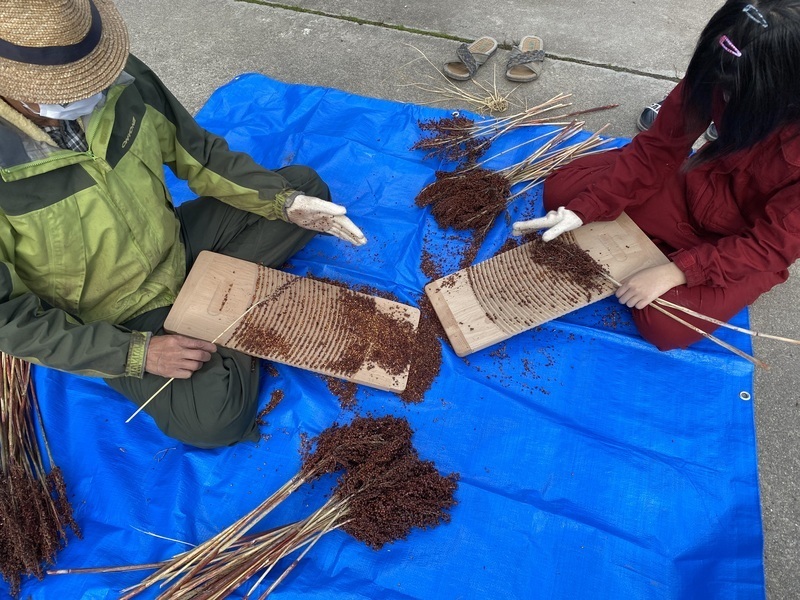 【山形小国町】《 栽培 7》  脱穀作業、脱穀器具づくり