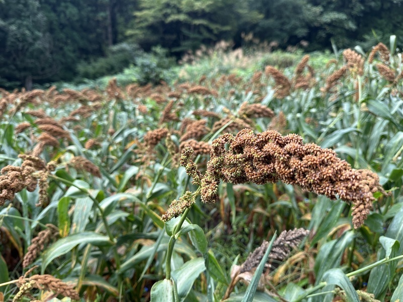 【山形小国町】《 栽培  5》雑穀の収穫①