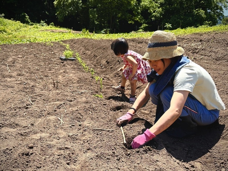 【山形小国町】《 栽培  3 》ヒエ,アワ,キビ,アマランサスなどの雑穀を畑に定植します！
