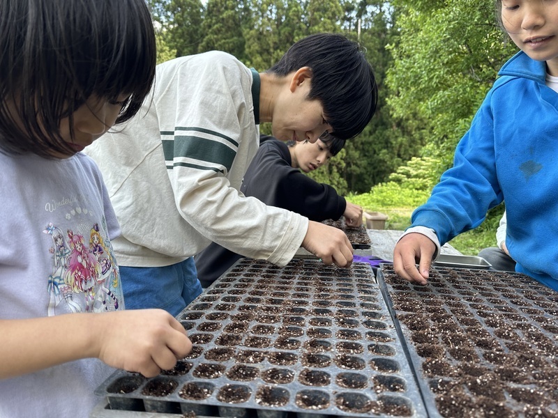 【山形小国町】《 栽培  2 》雑穀の種まき
