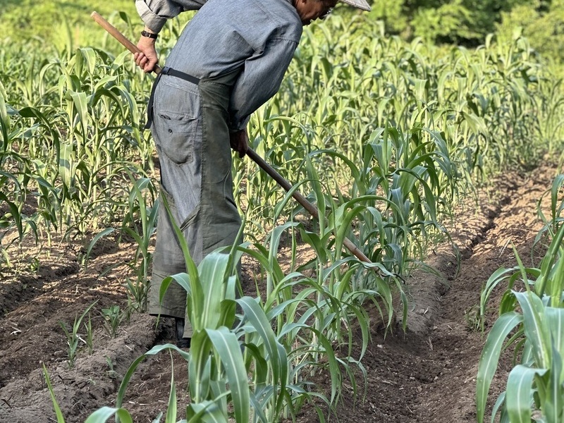 【山形小国町】《 栽培  4》除草、土寄せ作業