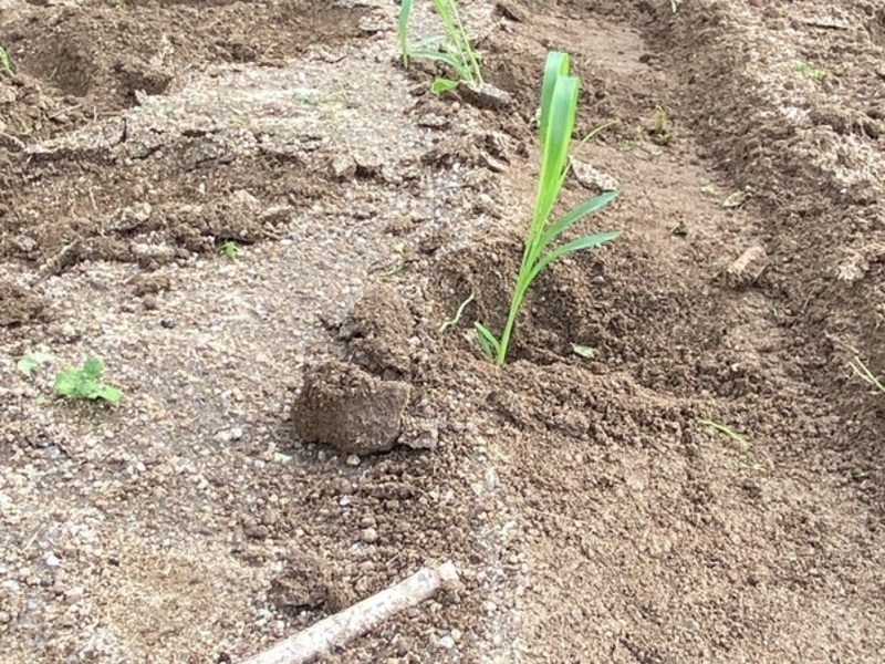 【福島川俣】6 / 7（日） ＜栽培２＞ 苗の定植。しっかり苗を畑に植えていこう！