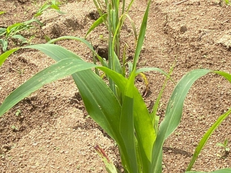 【福島川俣】7/5（日） ＜栽培３＞ 土寄せ＆草取り（草刈り）　雑穀の苗の成長を応援しよう！