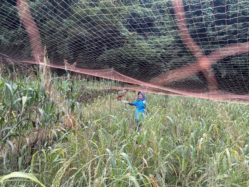 【福島川俣】9/6（日） ＜栽培５＞ 雑穀の収穫！たわわに実った雑穀を収穫しよう！穂の重さを感じよう！