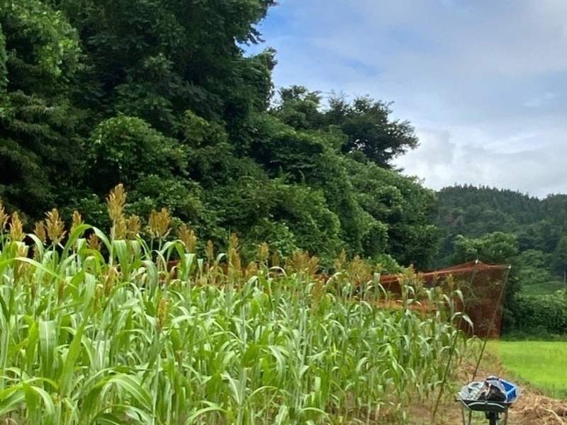 【福島川俣】７〜１０月(４~６回目）雑穀栽培体験レッスン『３回おまとめ申込ページです！』