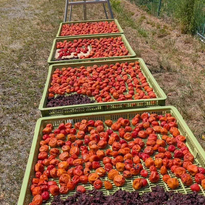 【山梨身延】暮らしを豊かにする手作り漬物体験コース～全９回～