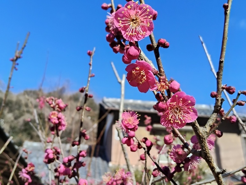 テラスごはんのイメージ画像