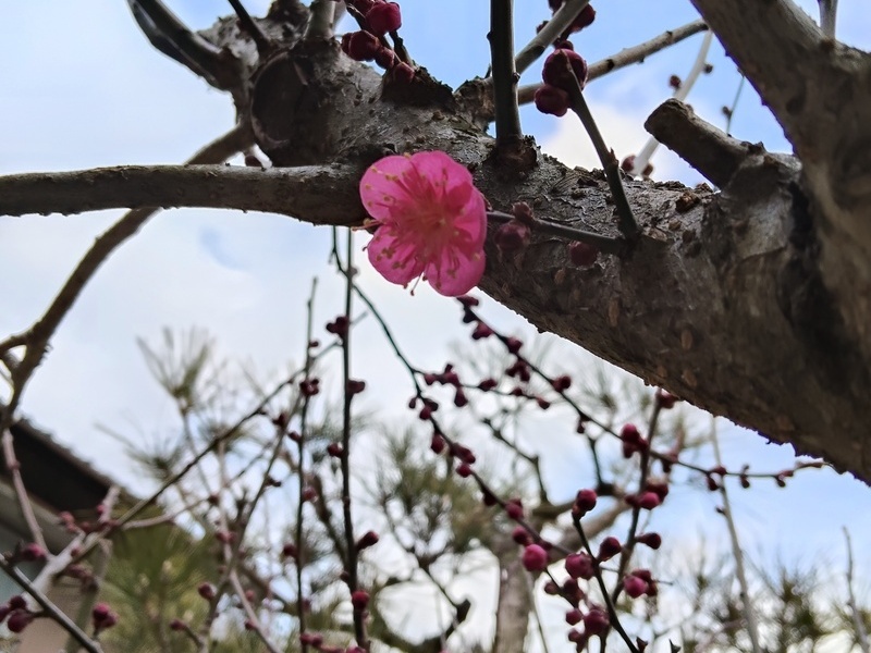 テラスごはんのサブイメージ画像