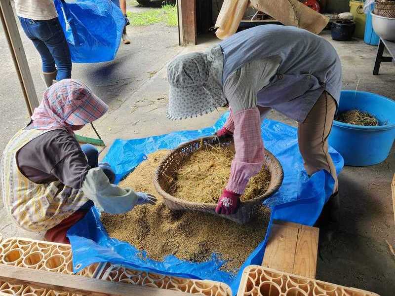 岩手岩泉雑穀栽培体験×つぶつぶ料理レッスン　④　雑穀の収穫作業
