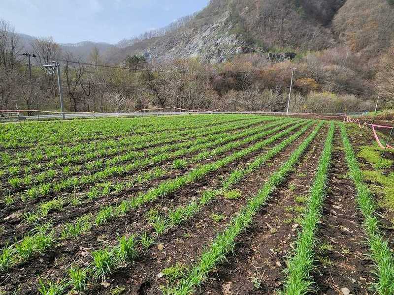  【岩手岩泉】　プレ雑穀栽培体験会